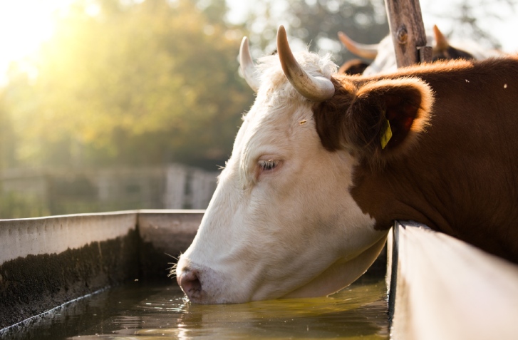 krowa pijąca wodę