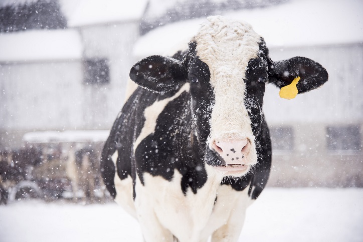 śnieg padający na krowę
